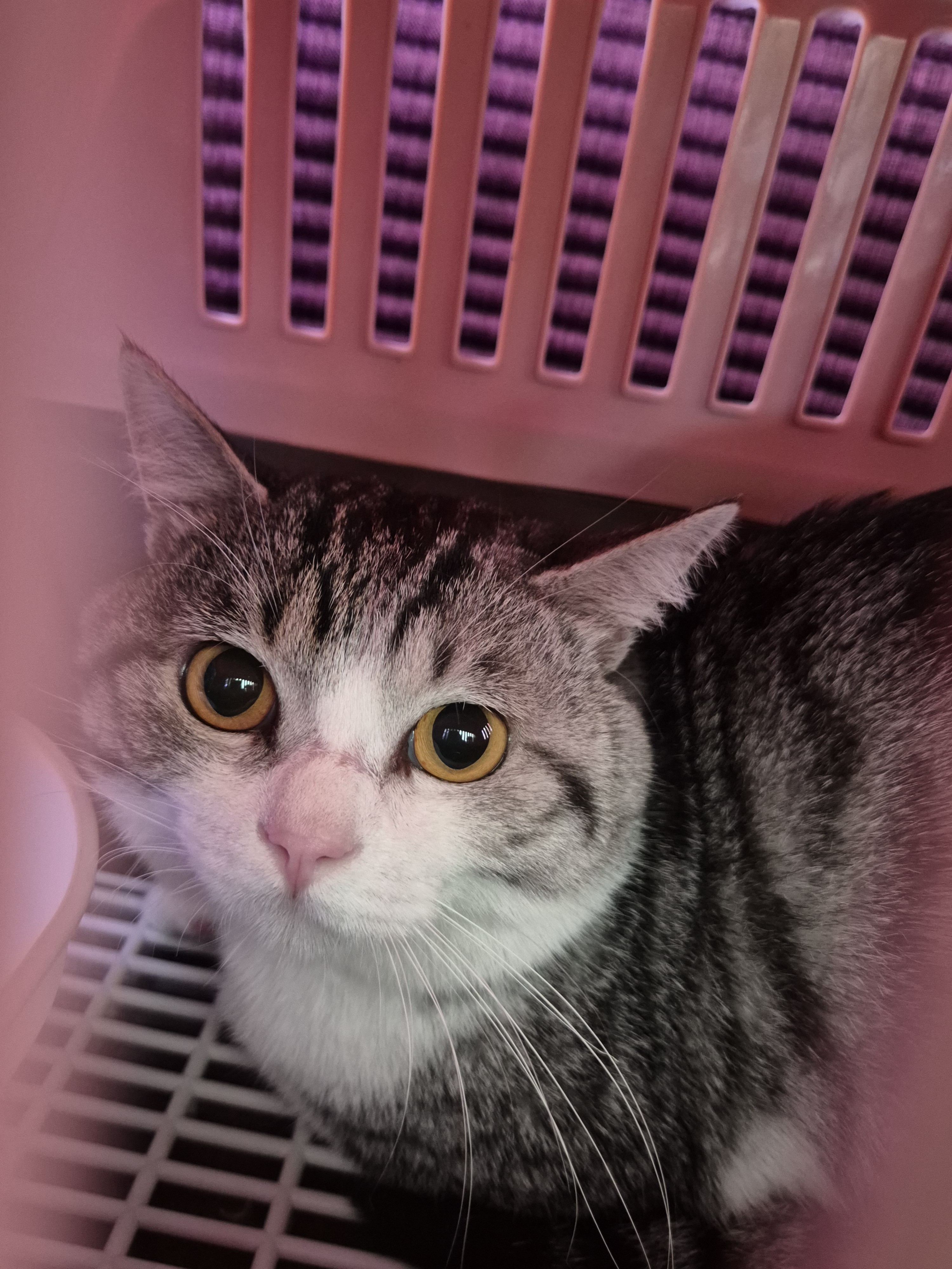 kitten